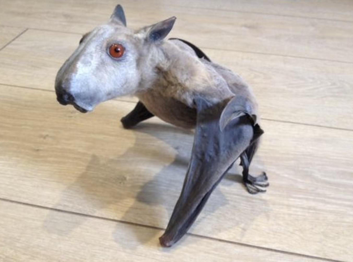 hammerhead bat